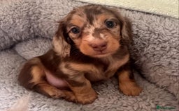 Miniature Dachshund dogs for sale: Miniature Purebred Dachshund Puppies - Image 16