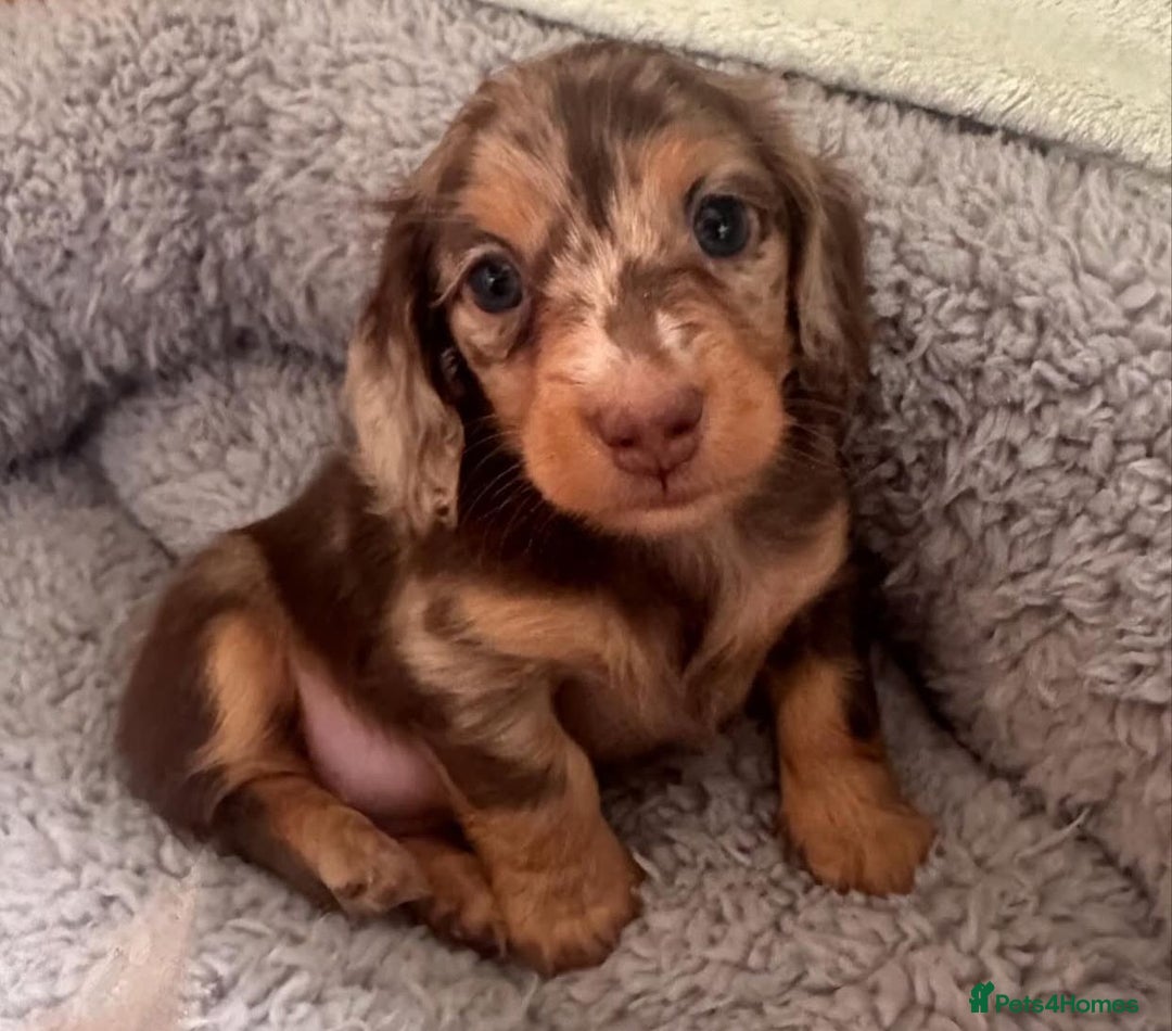 Miniature Dachshund dogs for sale: Miniature Purebred Dachshund Puppies - Image 16