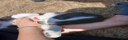 Border Collie dogs for sale: Long coated border collie puppies - Advert 8