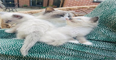 Ragdoll cats - Advert 15