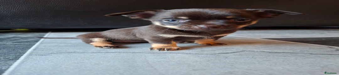 Chihuahua Puppy 4