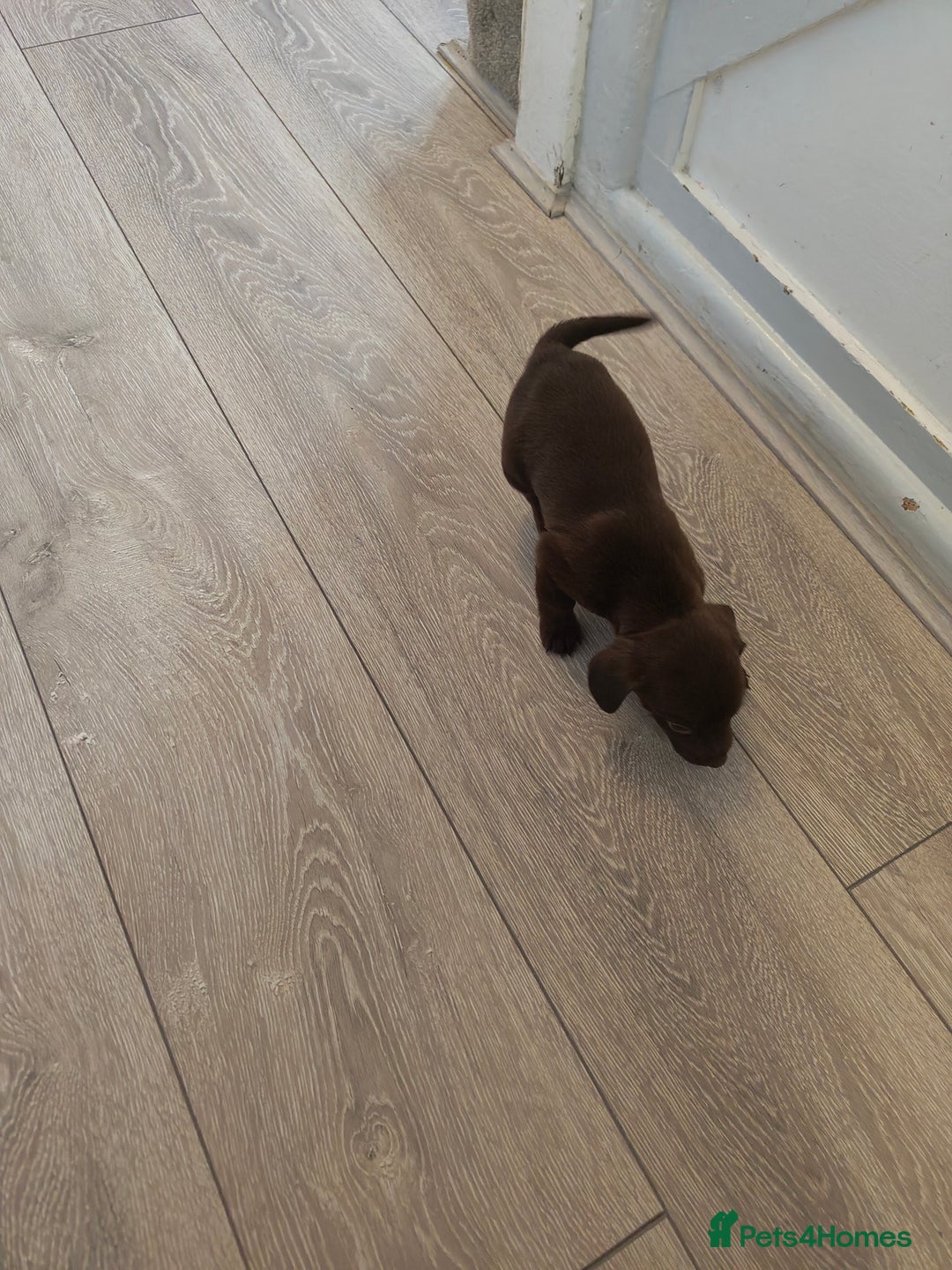 Mixed Breed dogs for sale: Cocker x jack Russell  - Advert 3