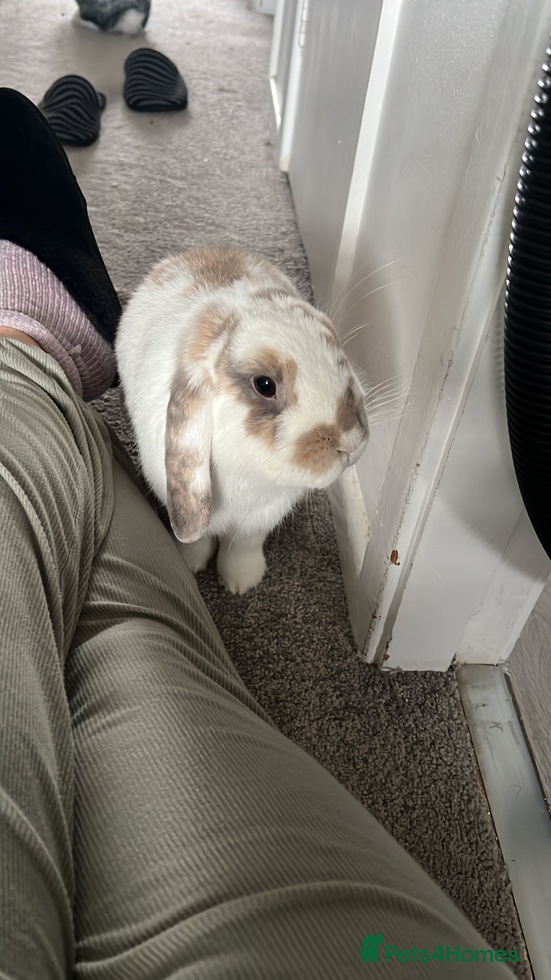 Mini Lion Lop rabbits for sale: 3 loving bonded rabbits for rehoming - Advert 4