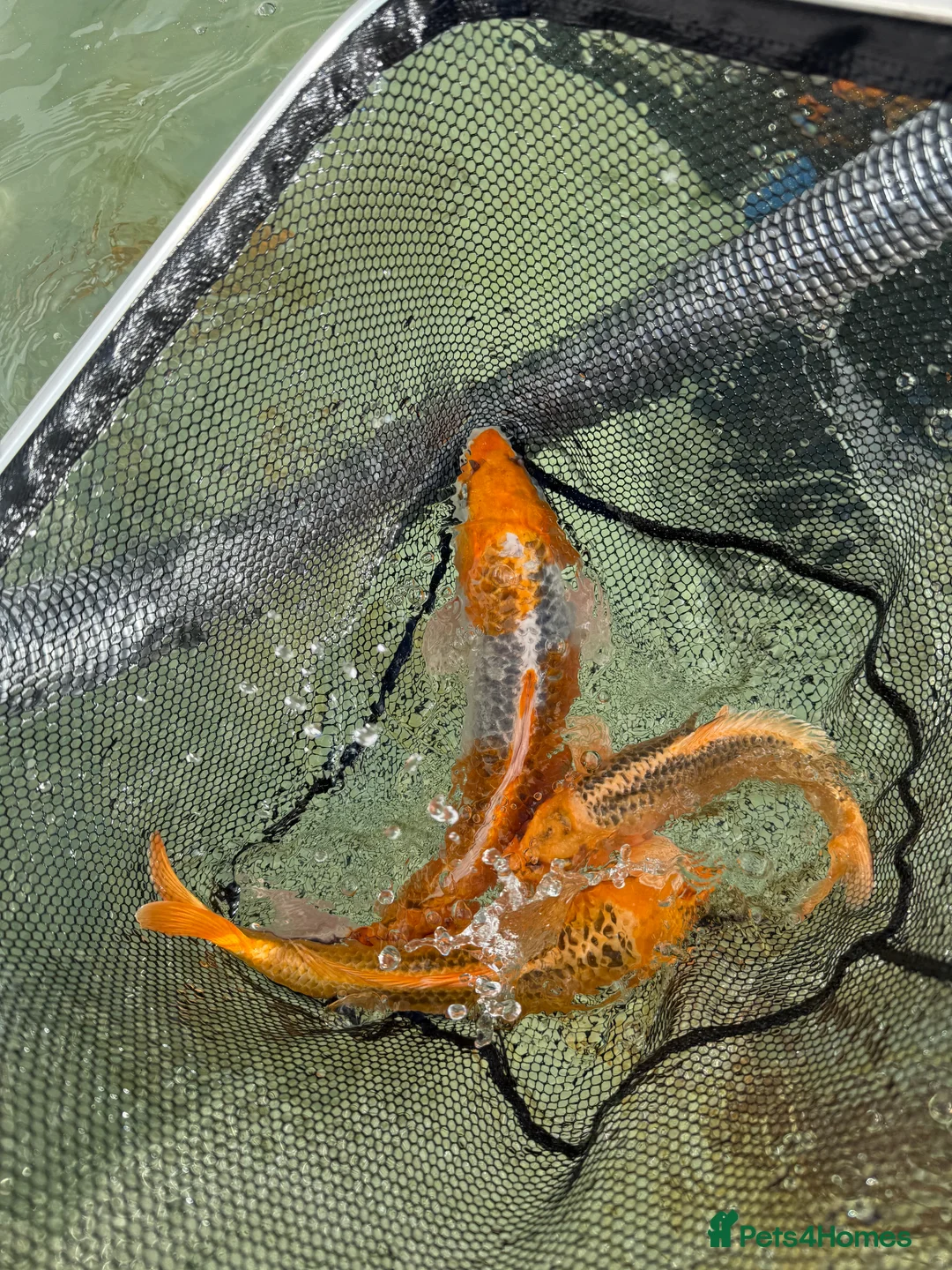 Koi Carp fish for sale: Bulk of Mixed Koi for sale as Whole - Advert 1