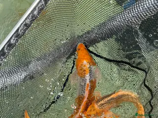 Koi Carp fish Bulk of Mixed Koi for sale as Whole - Advert 14