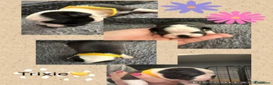 Boston Terrier 1