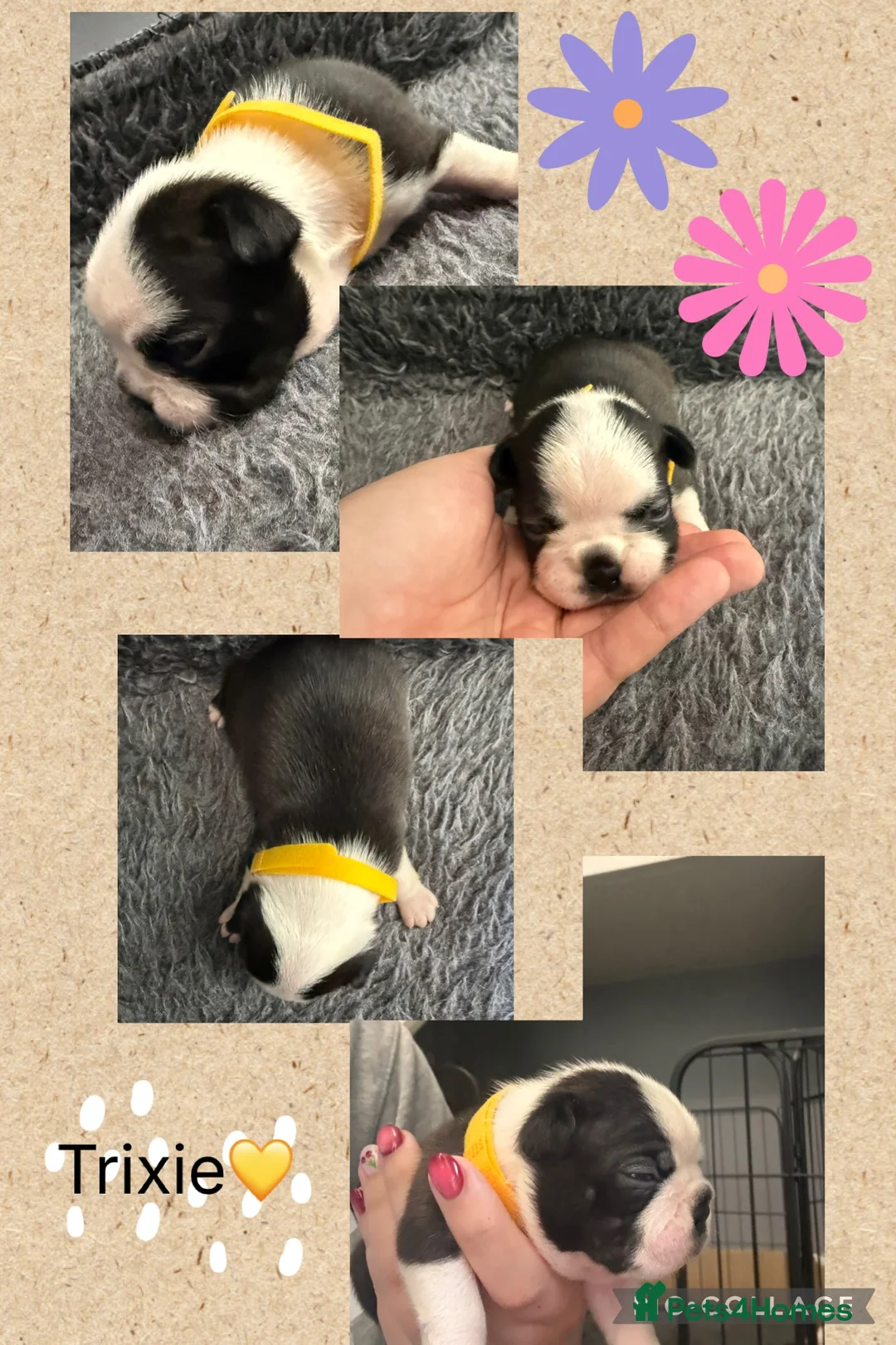 Boston Terrier dogs for sale: 7 gorgeous KC registered Boston terrier puppies  - Advert 2