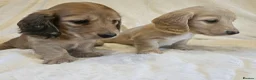 Miniature Dachshund dogs for sale: Cream long haired miniature dachshunds  - Advert 7