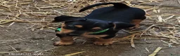 Mixed Breed dogs for sale: Jackpins - Advert 6