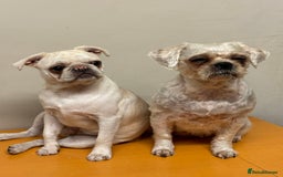 Mixed Breed dogs for sale: Pug mix - Image 9