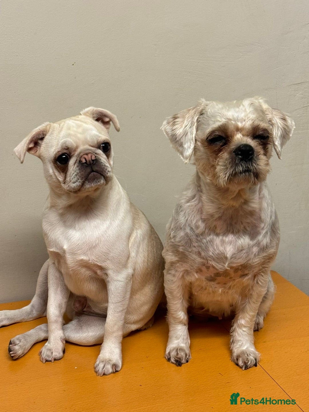 Mixed Breed dogs for sale: Pug mix - Image 9