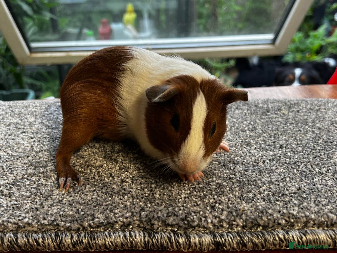 Guinea Pig rodents for sale: Bonded group of young boars - Image 14