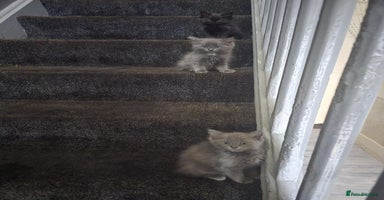 Ragdoll cats - Advert 5