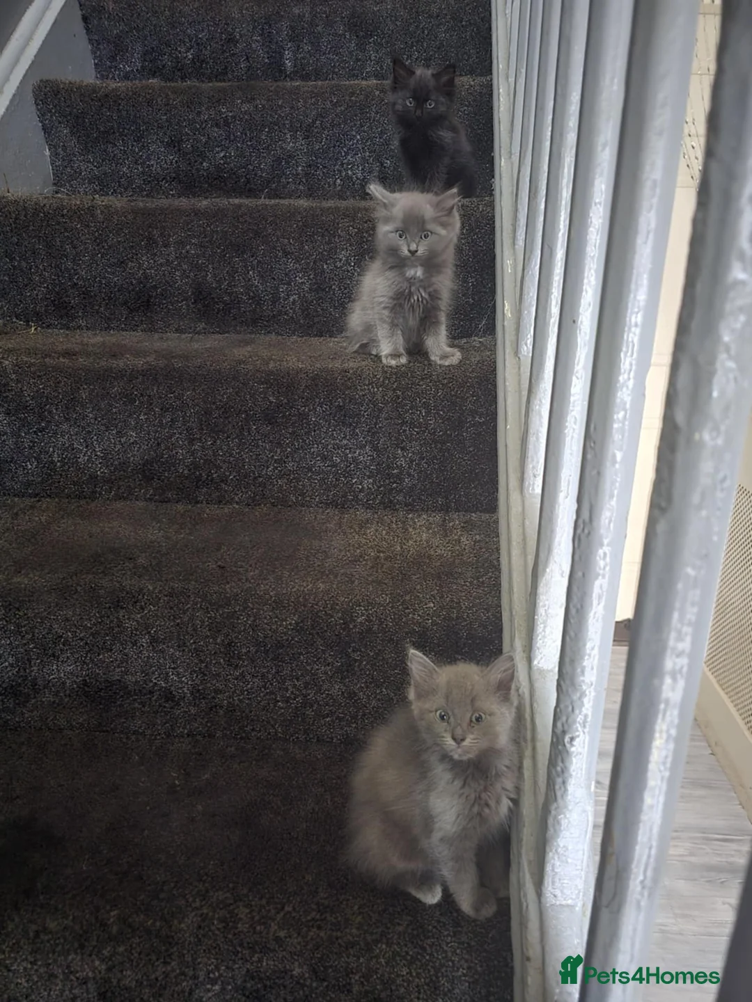 Ragdoll cats for sale: Last two 5 month Ragdoll Kittens - Advert 3