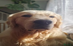 Golden Retriever dogs for stud: KC Golden Retriever for Stud in Harlow - Image 4