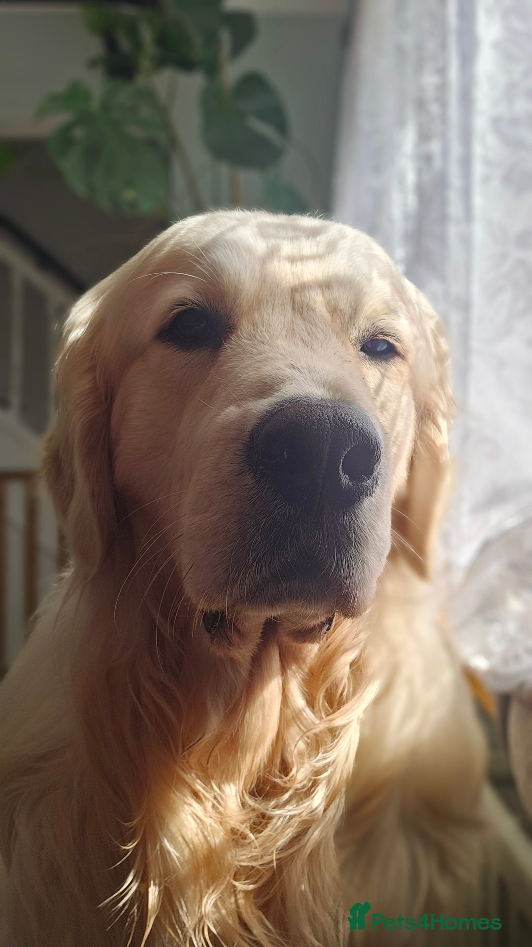 Golden Retriever dogs for stud: KC Golden Retriever for Stud in Harlow - Image 4