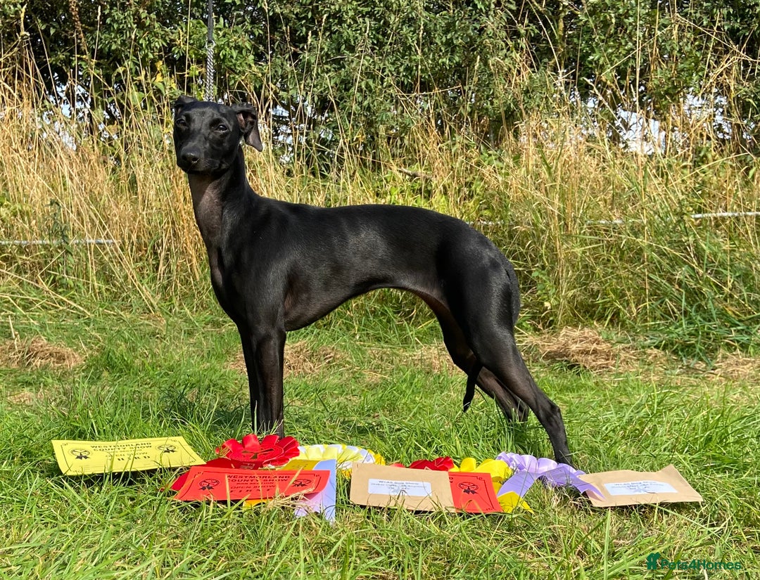 Italian Greyhound dogs for sale: KC Reg Italian Greyhound blue girl - Advert 11