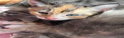 Mixed Breed cats for sale: Beautiful kittens  - Advert 8