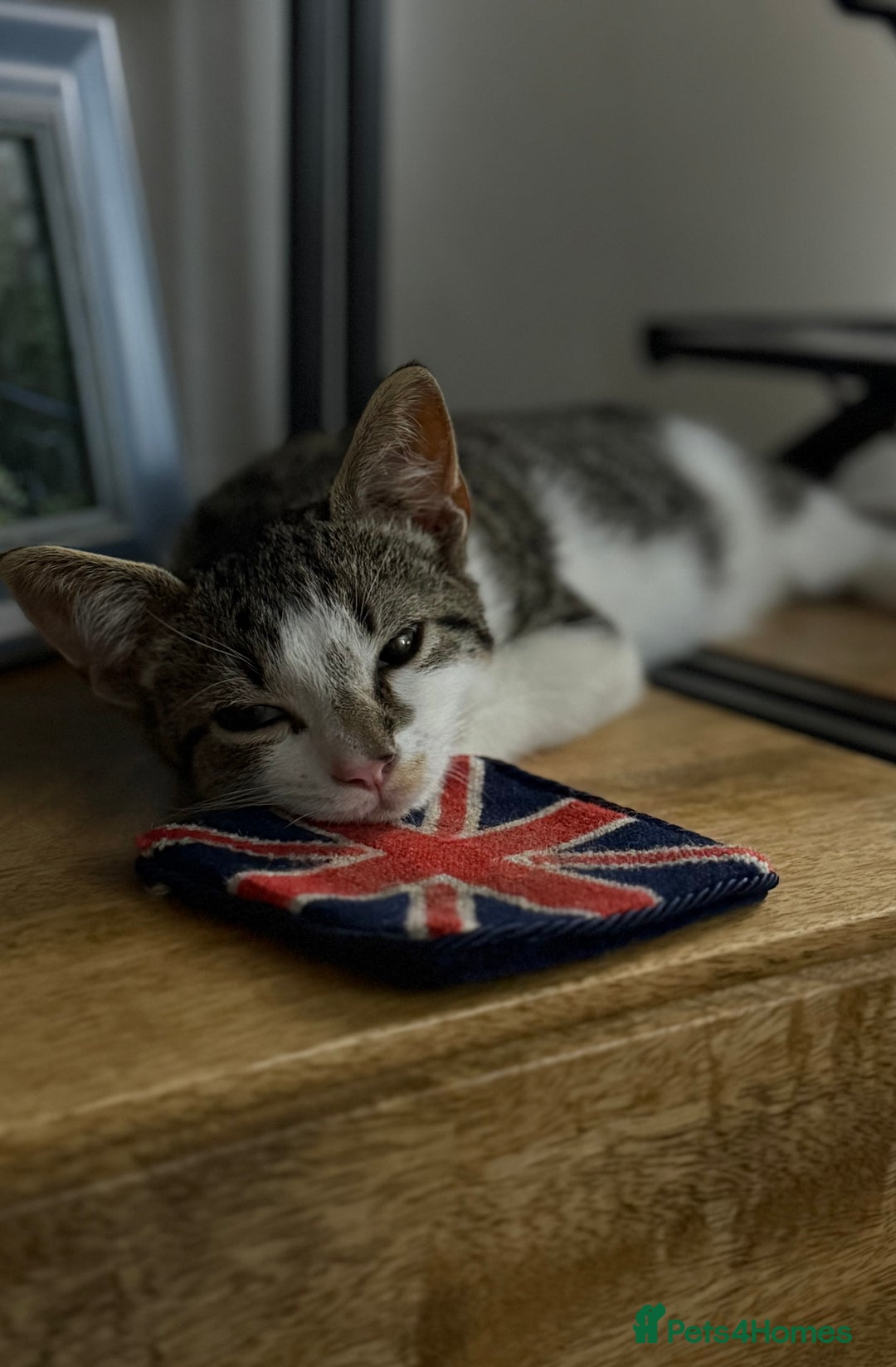 British Shorthair cats for sale: Adorable Kitten for Sale - Harrow - Image 5
