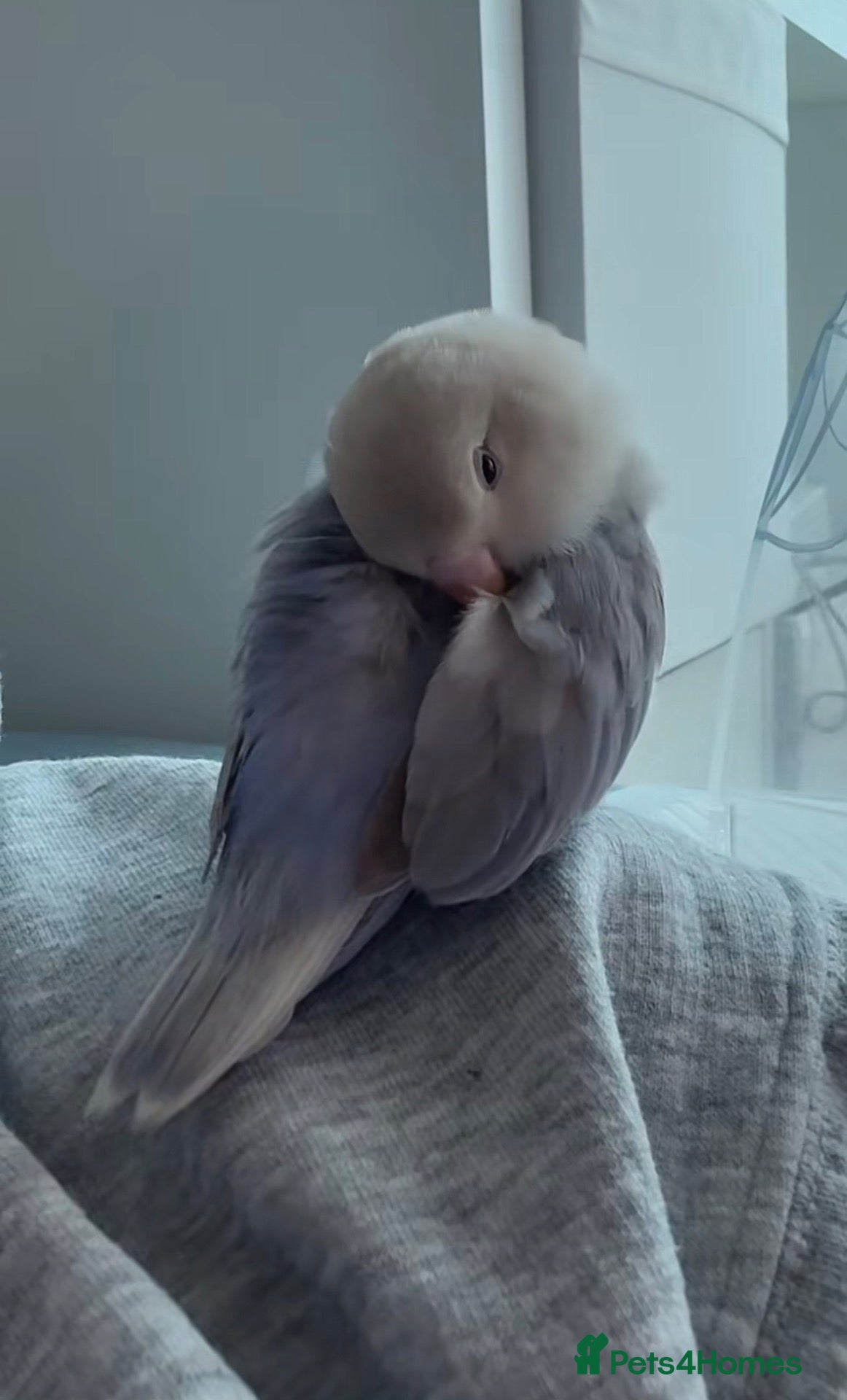 Lovebirds birds Beautiful blue lovebird 🫐🤍 - Advert 2