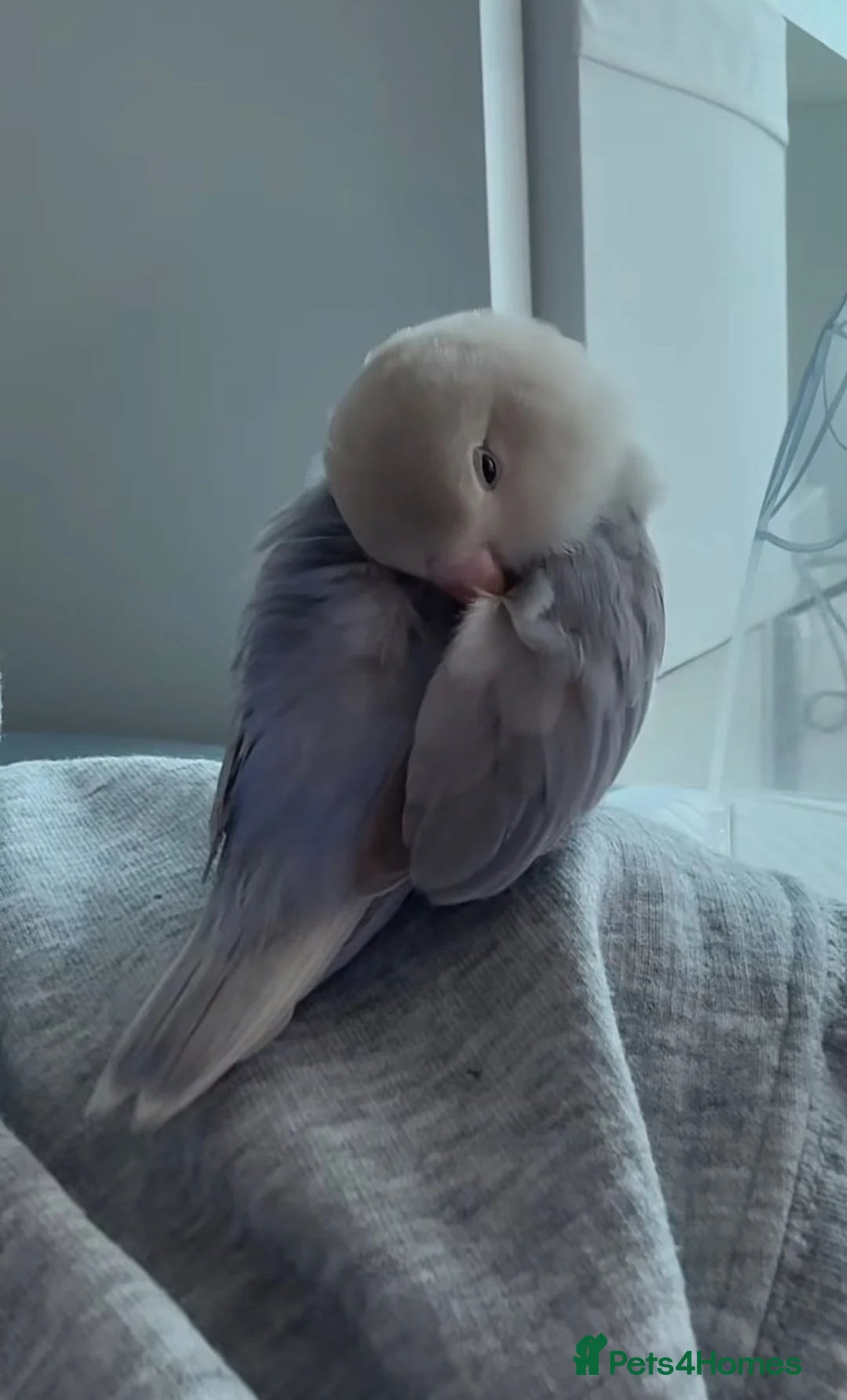 Lovebirds birds for sale: Beautiful blue lovebird 🫐🤍 - Advert 1