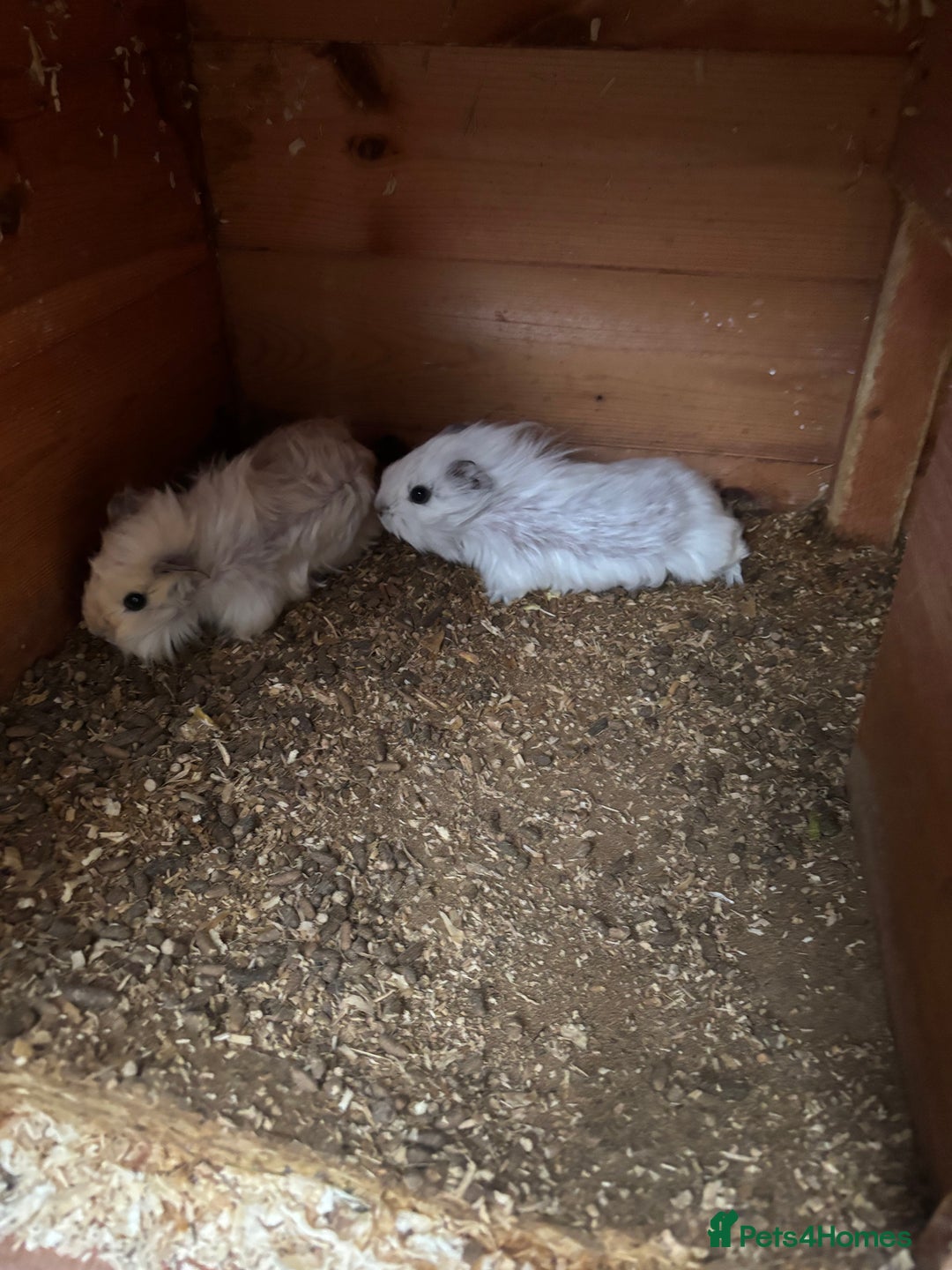 Guinea Pig rodents for sale: 2 Female Guinea Pigs 11 Weeks Old  Lovely Natured - Advert 4