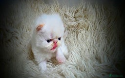 Persian cats for sale: Beautiful and Rare Purebred Persian Kittens - Image 11