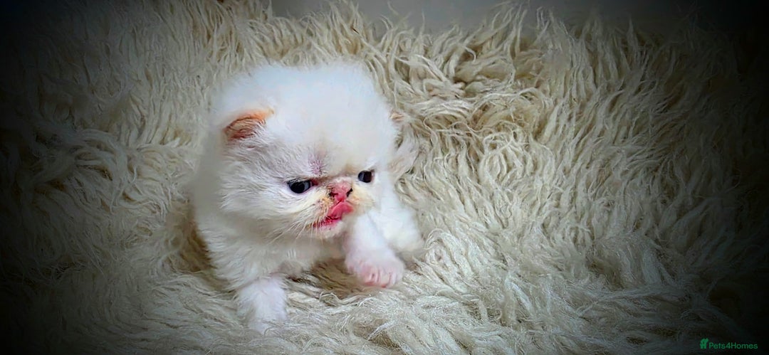 Persian cats for sale: Beautiful and Rare Purebred Persian Kittens - Image 11