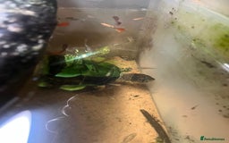 Turtle reptiles for sale: Dwarf African mud turtles - Advert 4