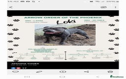 Staffordshire Bull Terrier dogs for sale: Staffordshire bull terriers puppy's  - Advert 6