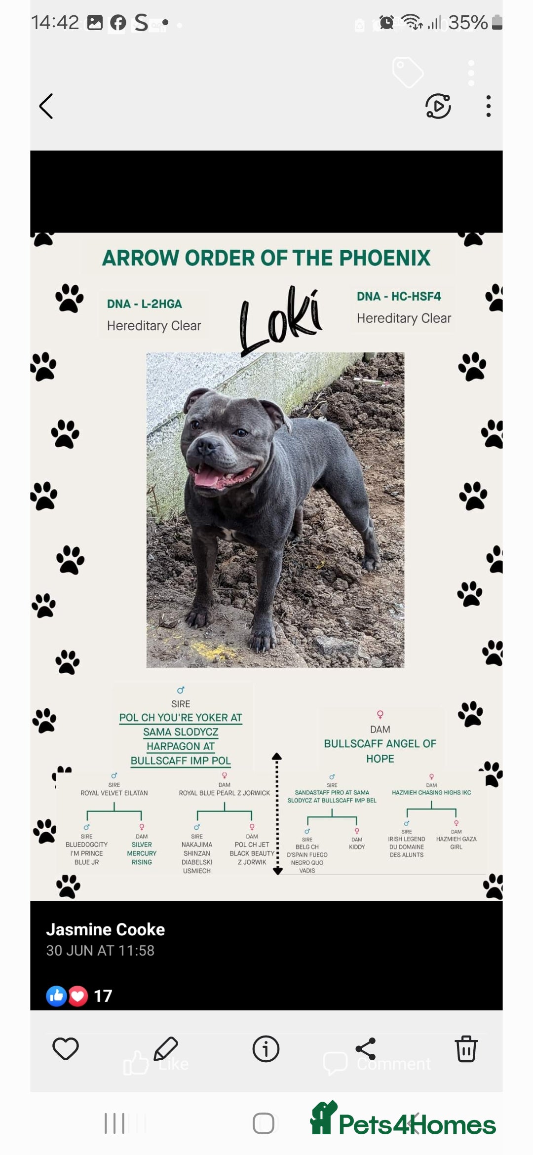 Staffordshire Bull Terrier dogs for sale: Staffordshire bull terriers puppy's  - Advert 6