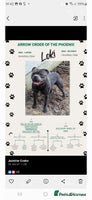 Staffordshire Bull Terrier dogs Staffordshire bull terriers puppy's - Advert 3