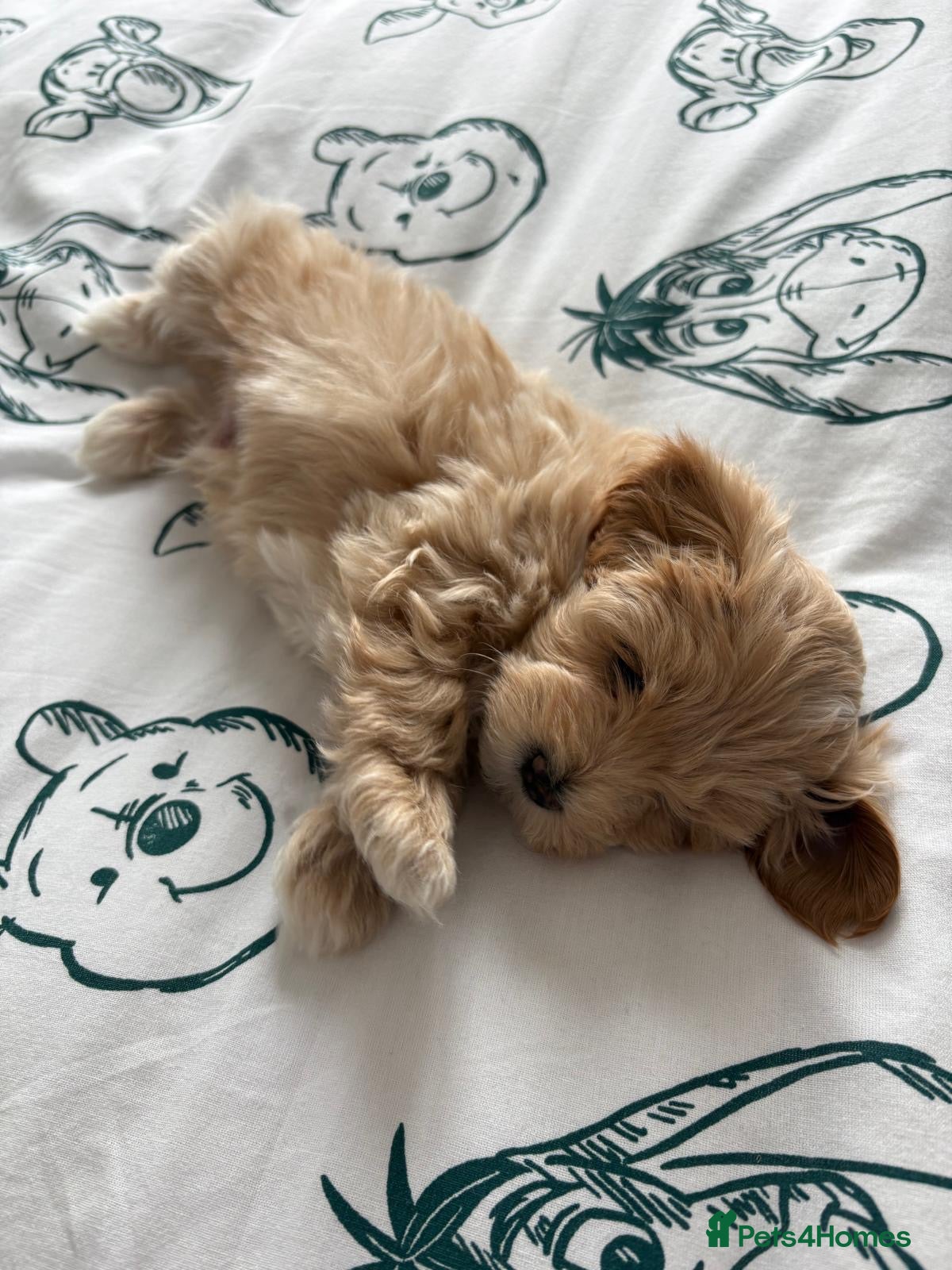 Mixed Breed dogs Cavamaltipoo puppies - 1 boy left - bluey - Advert 2