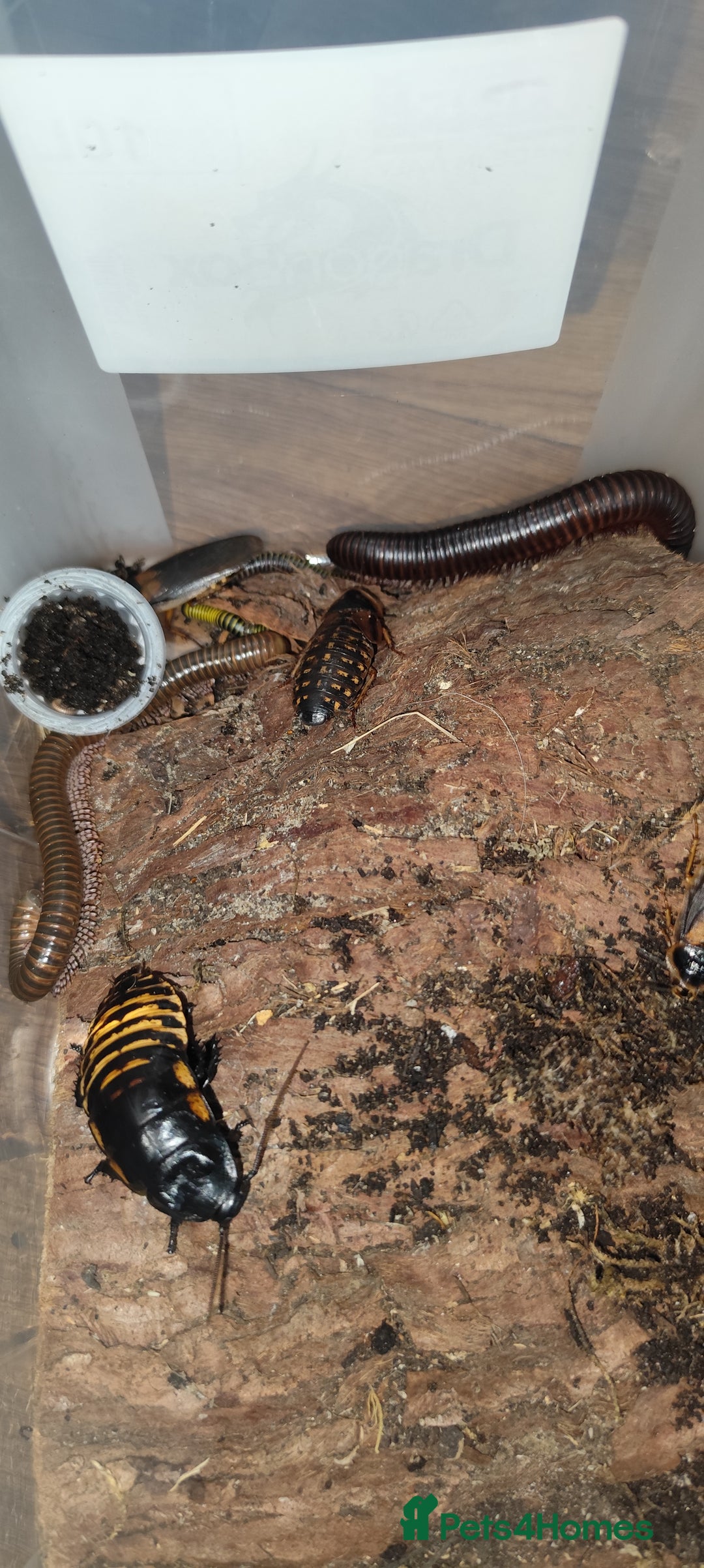 Mixed Breed invertebrates for sale: Mixed isopods, millipedes, roaches - Advert 1