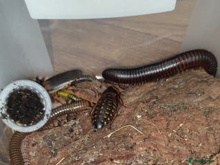 Mixed Breed invertebrates Mixed isopods, millipedes, roaches - Advert 4