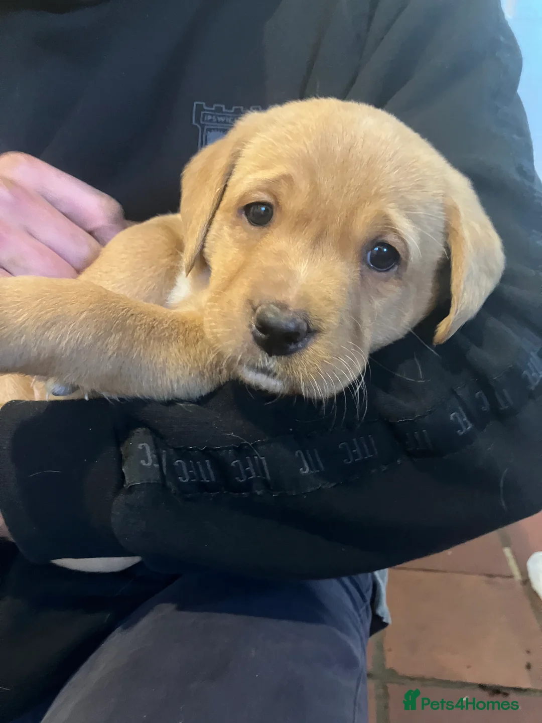 Labrador Retriever dogs for sale: Kc Fox red Labradors - Advert 6