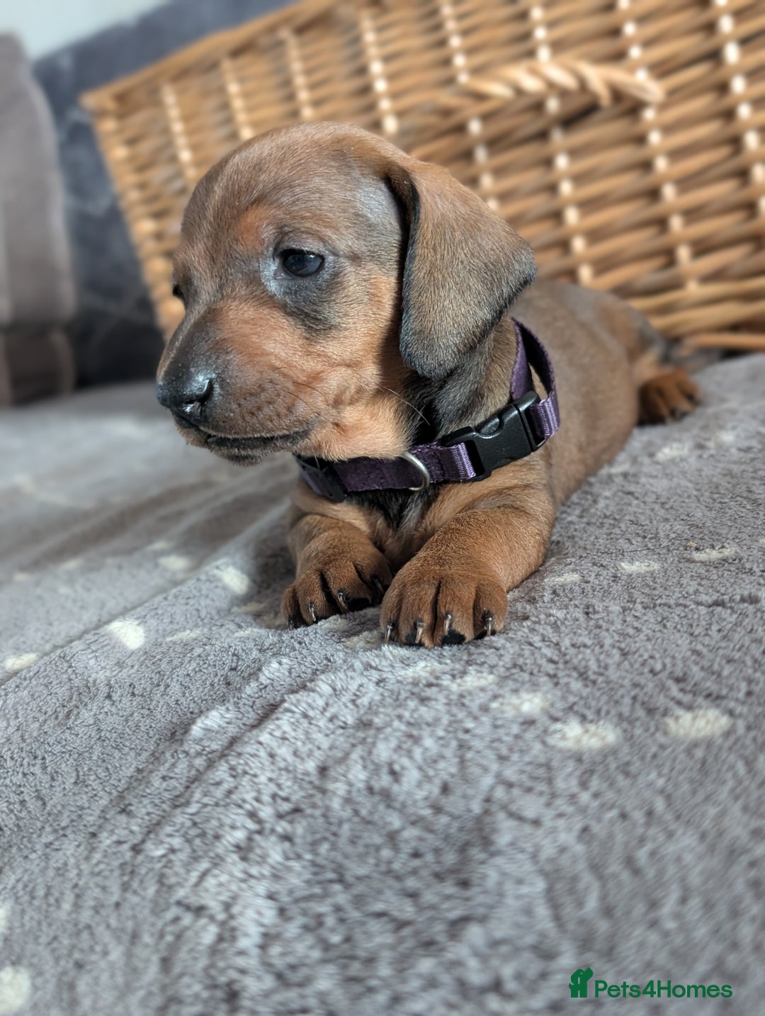 Dachshund dogs for sale: Quality Dachshund Standard Smooth Hair  - Advert 16