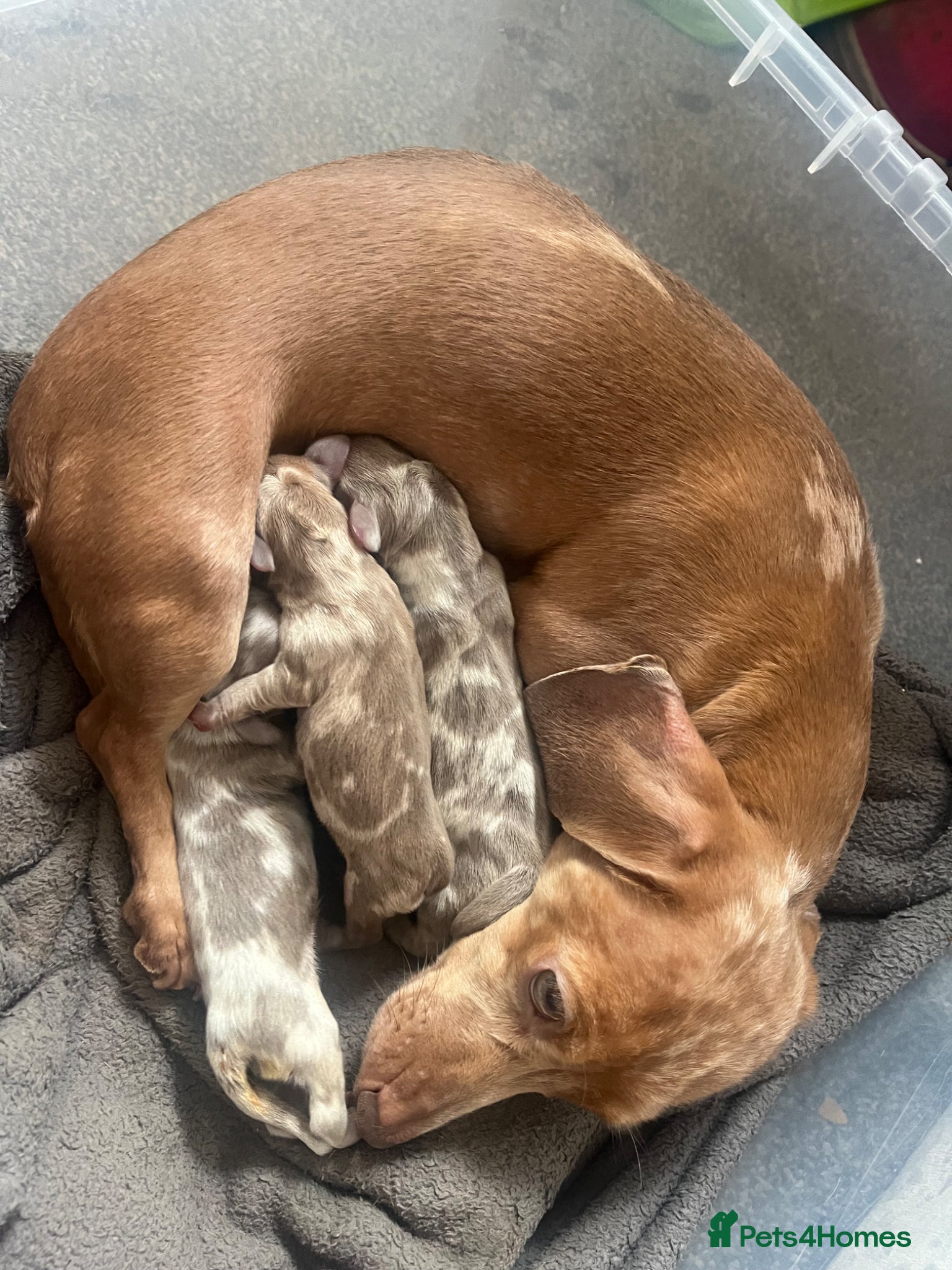 Miniature Dachshund dogs Kc dapple babies ready Easter weekend  - Advert 2