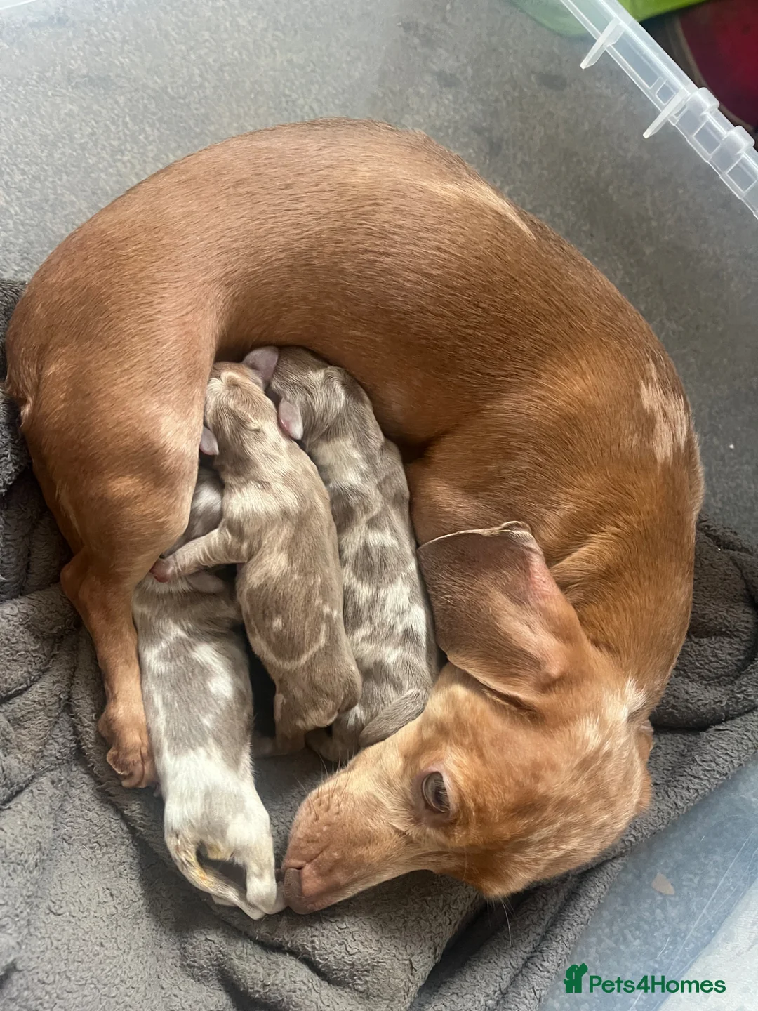 Miniature Dachshund dogs for sale: Kc dapple babies ready  **  weekend  in Leigh - Advert 2