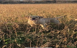 Labrador Retriever dogs for stud: Golden Lab for stud in Norfolk in Norwich - Image 5