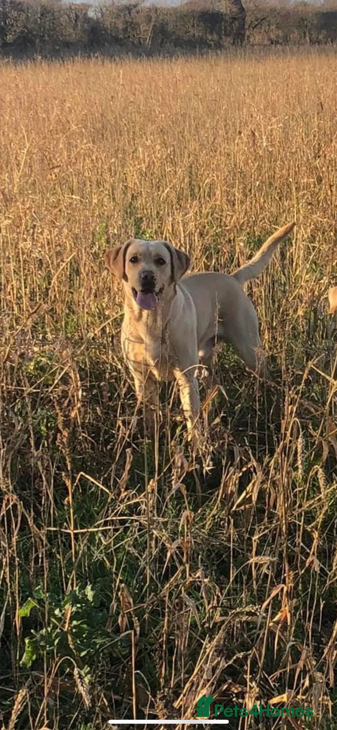 Labrador Retriever dogs for stud: Golden Lab for stud in Norfolk in Norwich - Advert 7