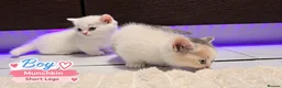 Munchkin cats for sale: Munchkin Kittens. Munchkin cross Scottish Straight - Advert 13