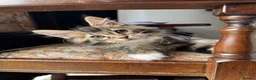 Maine Coon cats for sale: LARGE MAINE COON KITTENS - Advert 6