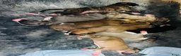 Whippet dogs for sale: KC whippet Puppies  - Advert 9