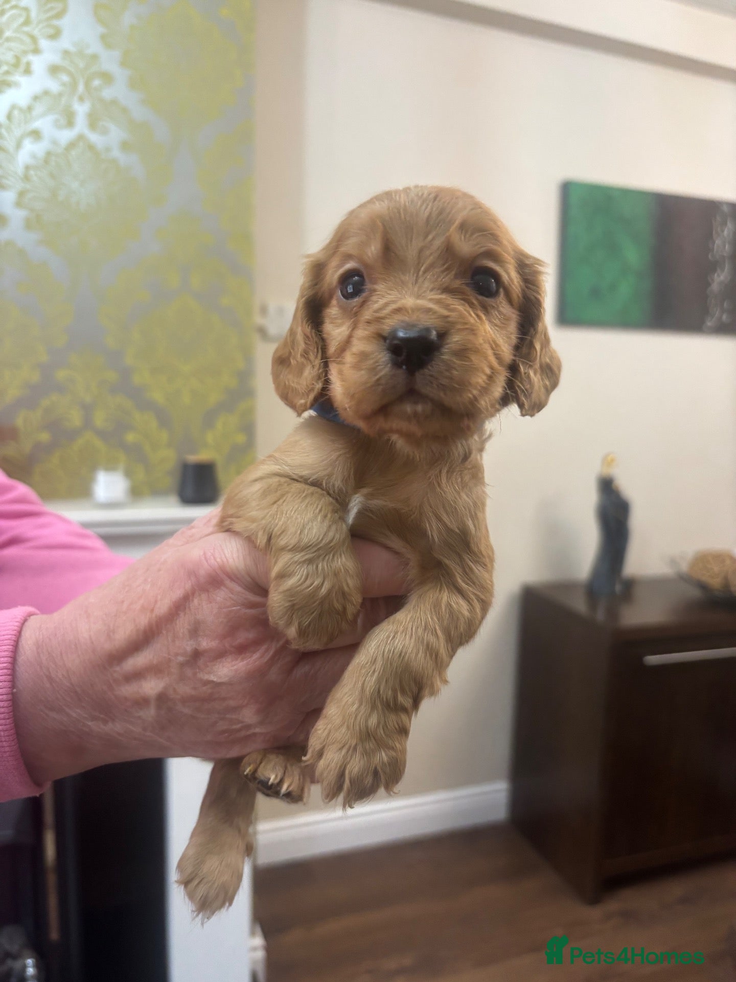 Cocker Spaniel dogs Stunning Fox Red Cocker Spaniel puppies 🐶  - Advert 1