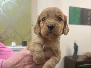 Cocker Spaniel dogs Stunning Fox Red Cocker Spaniel puppies 🐶 - Advert 1