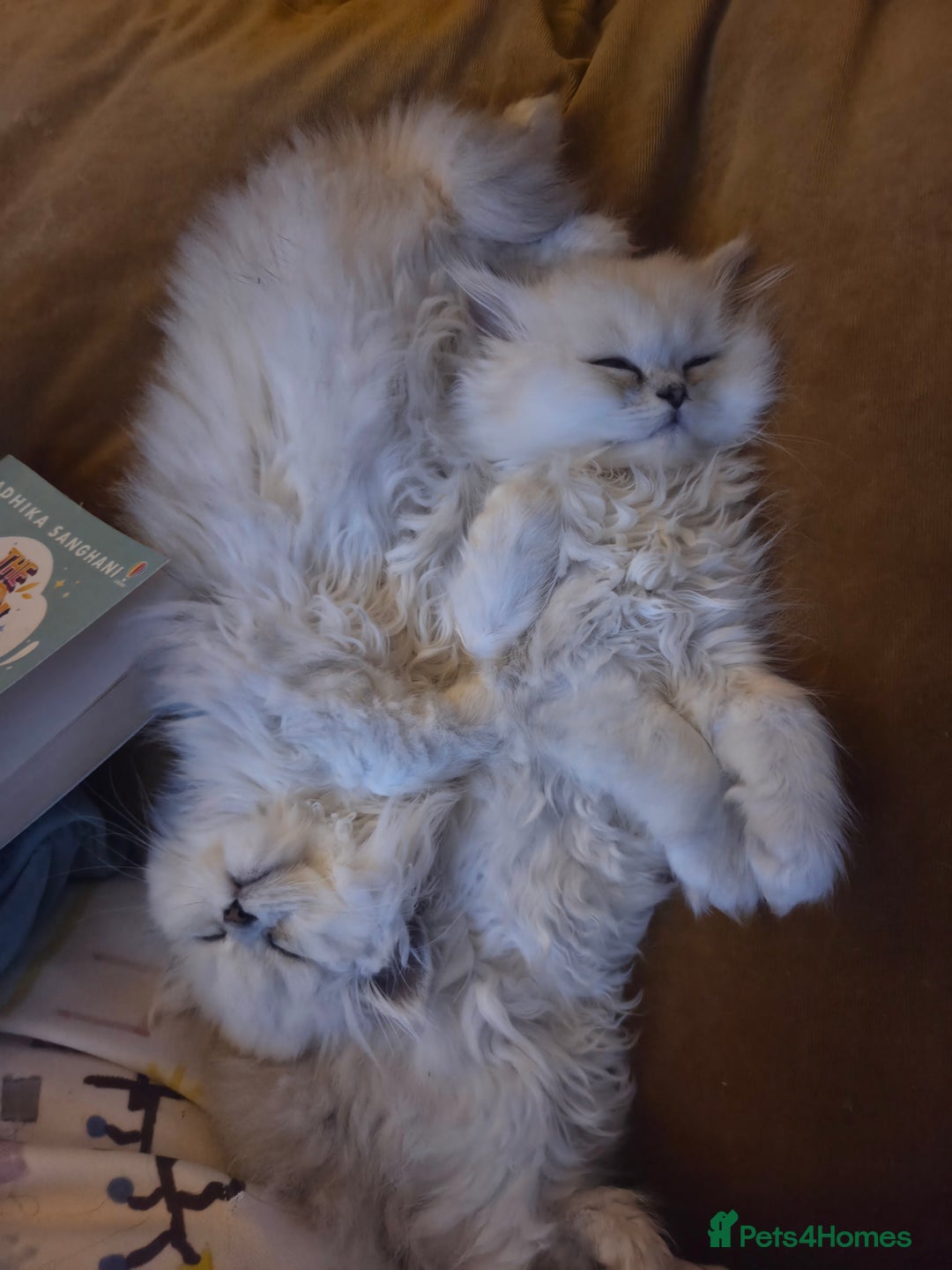 Persian cats for sale: Silvertip Chinchilla Persian- Boy & Girl Available - Advert 26