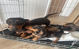 Miniature Dachshund dogs for sale: Miniature dapple dachshund  - Image 13