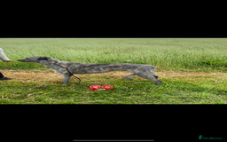 Mixed Breed dogs for sale: Deerhound greyhound collie puppies  - Image 11