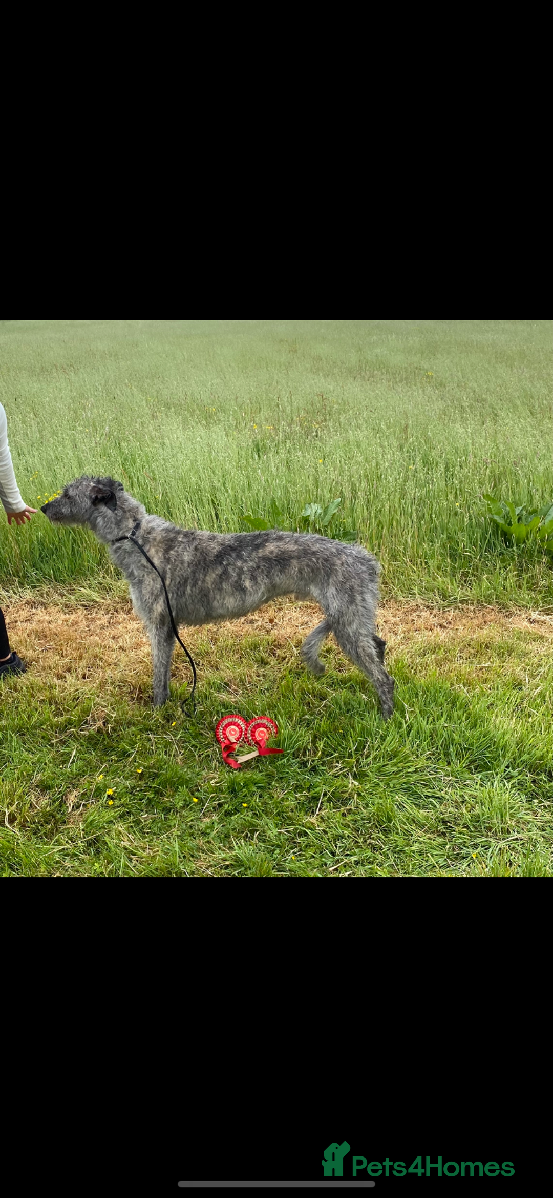 Mixed Breed dogs for sale: Deerhound greyhound collie puppies  - Image 11